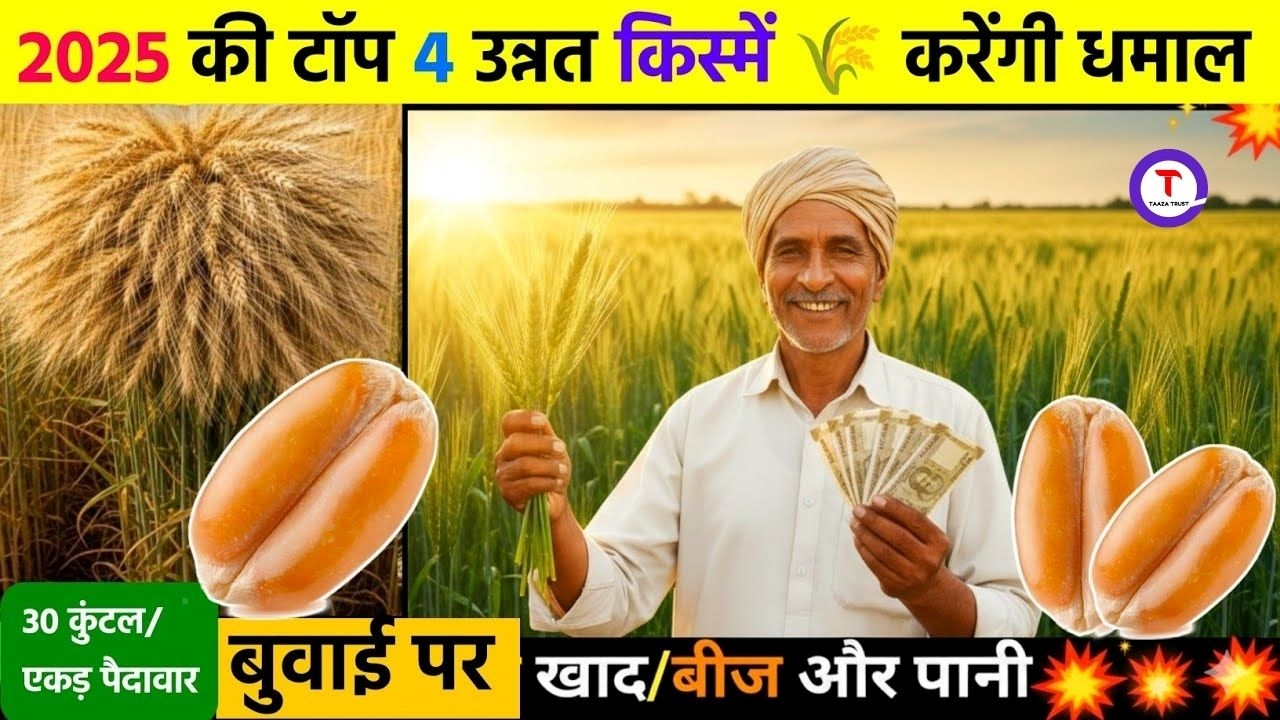 improved varieties of wheat