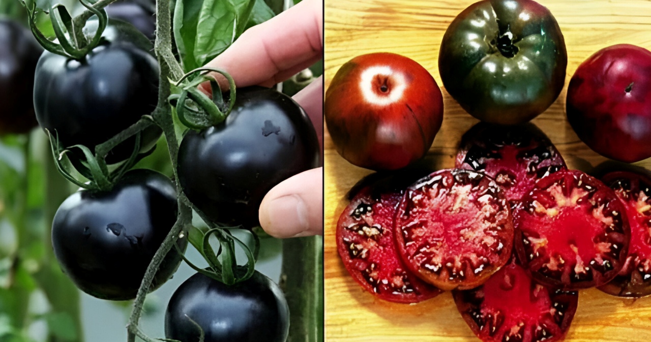 किसानो को धनवान बना देंगी इस काले सब्जी की खेती, कम लागत में होगी ताबड़तोड़ कमाई, देखे पूरी जानकारी