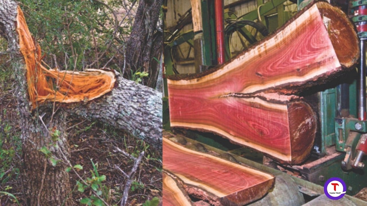 Cultivation of Red Sandalwood