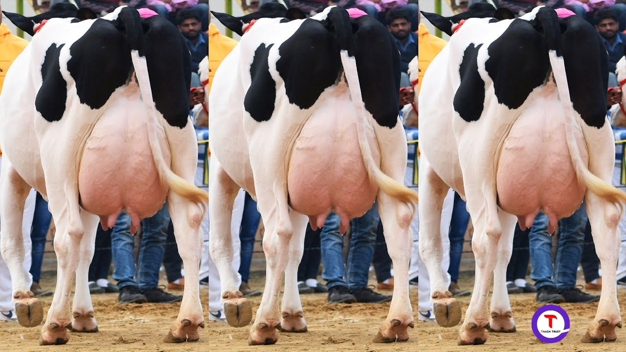 This breed of cow gives 50 liters of milk every day.